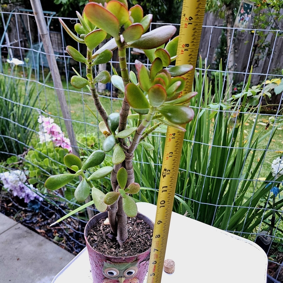 Ruby Jade Tree - Picture 3 of 7